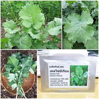 เมล็ดพันธุ์ เคลไซบีเรียน (Siberian Kale Seed) บรรจุ 500 เมล็ด คุณภาพดี ราคาถูก ของแท้ 100%