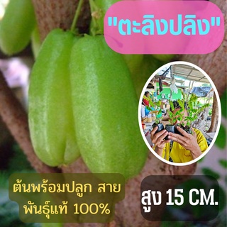 ผลไม้รสเปรี้ยว จัดเซ็ท2ต้น (ขนาดเล็ก) ตะลิงปลิง สูง 15 ซม. ต้นพันธุ์พร้อมปลูก ต้นพันธุ์ตะลิงปลิง ต้นพร้อมส่ง