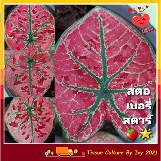 บอนสี สตอเบอร์รี่สตาร์  ( สีแดง )🍓⭐ 🌻CALADIUM STRAWBERRY STAR ☘️🦩✅รุ่นใบแดง 💜 จัดส่งทั้งกระถาง 6 นิ้วค่ะ