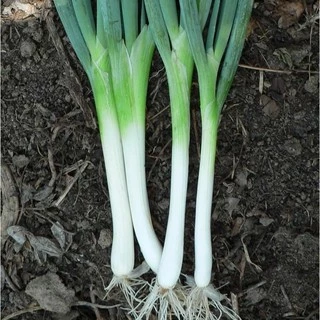 เมล็ดพันธุ์ ต้นหอมญี่ปุ่น (Tokyo Long White Bunching Onion Seed) บรรจุ 150 เมล็ด คุณภาพดี ของแท้ 100%