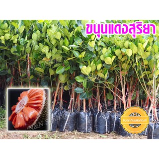 (4 ต้น )🌳ขนุนแดงสุริยา 🌳ต้นกล้าทาบกิ่ง ลูกดกเนื้อเยอะ ยวงใหญ่ หวาน สินค้ามีพร้อมส่ง