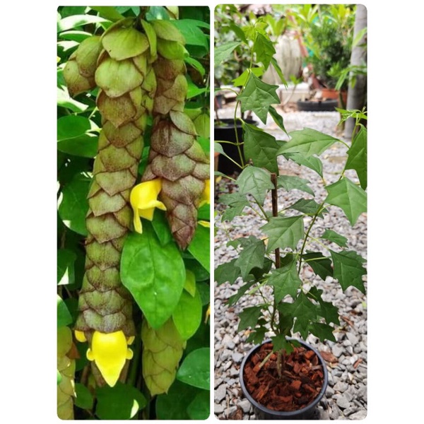ต้นช้องแมว​ ไม้พุ่ม​กึ่งเลื้อยพร้องส่งต้นตามภาพ