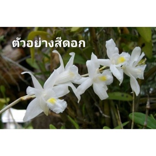 เอื้องดอกมะลิ(ไซส์เล็ก)