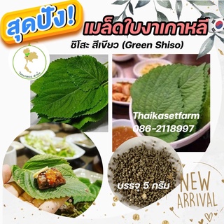 เมล็ดใบงาเกาหลีหรือเมล็ดพันธุ์ชิโสะพันธุ์ชาบูชาบูขายดี‼️🇰🇷Green Shisoซอง5กรัม