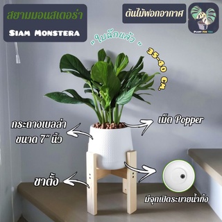 🇹🇭 ต้นสยามมอนสเตอร่า "Siam Monstera" พร้อมกระถางเบลล่า 7"นิ้ว+เม็ดPopper+ขาตั้ง