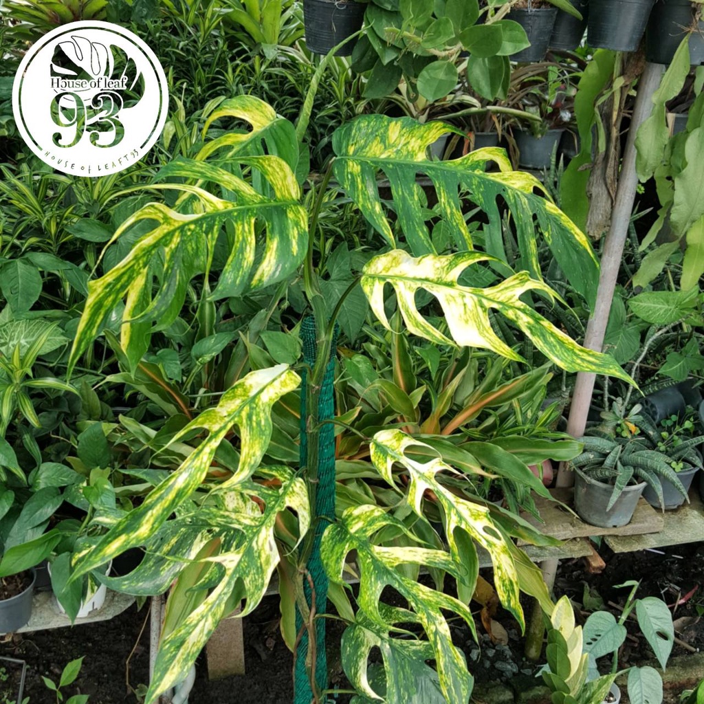 Epipremnum Pinnatum Yellow Flame Variegated อิพิด่างเหลือง No.1 ต้นไม้