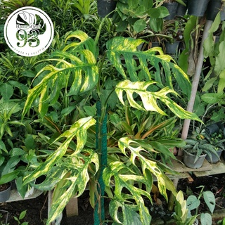 Epipremnum Pinnatum Yellow Flame Variegated อิพิด่างเหลือง No.1 ต้นไม้ฟอกอากาศ ตระกูลพลูด่างใบฉีก