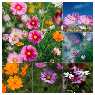 โปรโมชั่น DoiTung Cosmos Flower Seeds เมล็ดพันธุ์ ดาวกระจาย ดอกคอสมอส สีเหลือง ดอยตุง