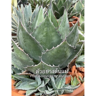 Agave parrasana อากาเว่ (ขายหน่อ 140 บาท)