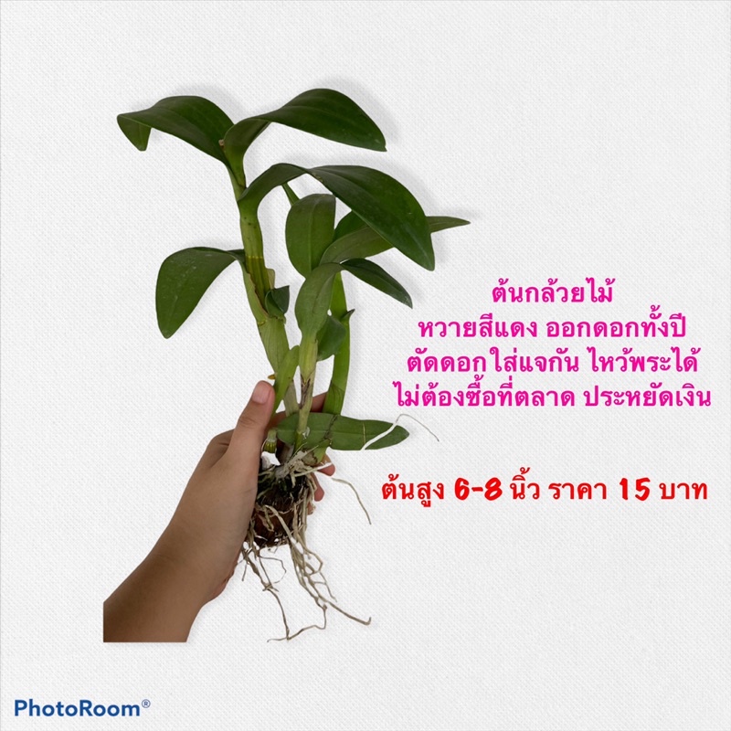 🌺ต้นกล้วยไม้ หวายโจแดง🌺ต้นสูง6-8นิ้ว (สีม่วง)