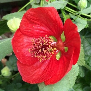 ชบาโคม Ablution Hybridum Bellevue Maple 20 เมล็ด นำเข้าอังกฤษ