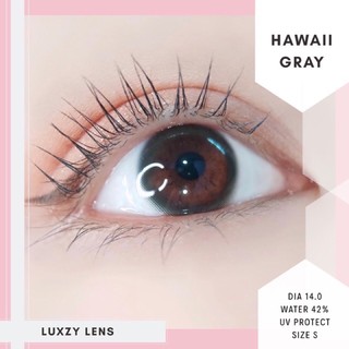 🦄🌈Luxzy Hawaii gray สายตาปกติ นุ่ม ใส่สบายตา กัน UV