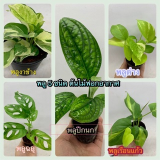 🌱🌱พลู 6 ชนิด พลูงาช้าง พลูปีกนก พลูฉลุ พลูด่าง พลูเรือนแก้ว พลูสนิม กระถาง 2.5 นิ้ว ต้นไม้ฟอกอากาศ 🌱🌱