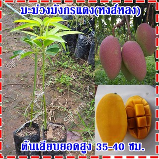 1 ต้น ต้นพันธุ์มะม่วงมังกรแดง(Reddragon Mango) หรือมะม่วงพันธุ์หงส์หลง ต้นเสียบยอดสูง 35-40 ซม. จัดส่งพร้อมถุงเพาะชำ