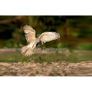 ภาพถ่ายนกเหยี่ยวด่างดำขาวเพศเมีย PIED HARRIER อัดบนลงกระดาษเนื้อดี12x18นิ้ว(เฉพาะภาพไม่มีกรอบ)