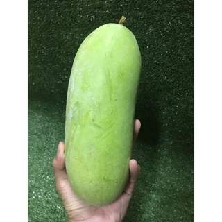 ฟักเขียวอ่อนสด 🥒 - ฝักอ่อน ต้มฟักแกงจืด ผักผลไม้