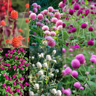 เมล็ดพันธุ์ บานไม่รู้โรย คละสี Gomphrena Mix Seeds ดอกไม้ พรรณไม้ คุณภาพ 100 เมล็ด