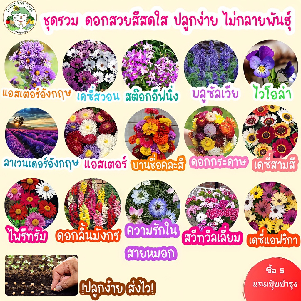 เมล็ดพันธุ์ รวม ชุด ดอกไม้ สีสดใส /ลาเวนเดอร์/ไวโอล่า/บานชื่น/เดซี่/แอสเตอร์/ดอกกระดาษ/บลูซัลเวีย ราคาถูก นำเข้า ขายดี