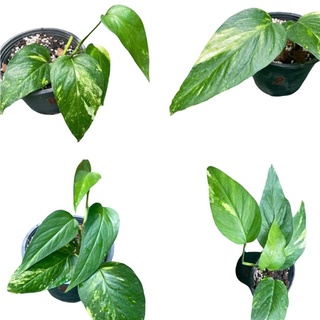 อิพิด่าง epi ด่างเหลือง Philodendron Epipremnum pinnatum Variegated  ขายต้นตามรูป พร้อมส่ง