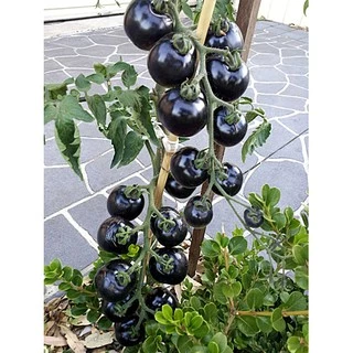 เมล็ดพันธุ์ มะเขือเทศสีม่วง Indigo Rose Tomato Seed บรรจุ 10 เมล็ด คุณภาพดี ของแท้ 100%