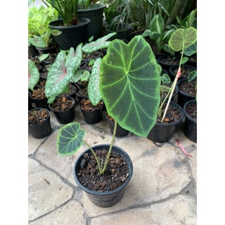 Colocasia Affins Colocasia Affins Schott ว่านมเหศวร ว่านนางพิม บอนมเหศวร  ส่งพร้อมกระถาง 5 นิ้ว ใบใหญ่ต้นสูง 20 ซม