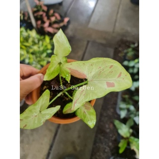 Syngonium pink salmon 😊😊