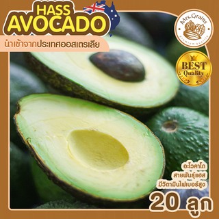 อะโวคาโด AVOCADO อะโวคาโด้ 20 ลูก อะโวคาโดนำเข้า AVOCADO HASS AUSTRALIA อะโวคาโดสด สายพันธุ์ แฮส สด ใหม่