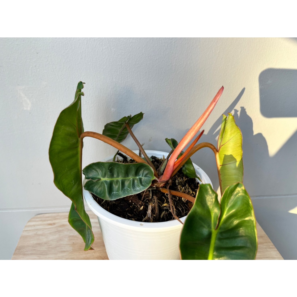 มุมมอง 4