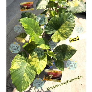 Alocasia หูช้างด่างเหลือง 🐘💛 รากเดินดี รากแน่น‼️