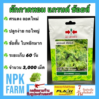 ผักซอง ศรแดง ผักกาดหอม แกรนด์ ช้อยส์ จำนวน 3,000 เมล็ด/ซอง เมล็ดพันธุ์ ลอตใหม่ งอกดี ปลูกง่าย กอใหญ่ ข้อสั้น ใบหยิกมาก