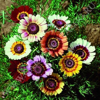 เมล็ดพันธุ์ ดอกเพ้นท์เดซี่ คละสี (Painted Daisy Mix Seed) บรรจุ 20 เมล็ด