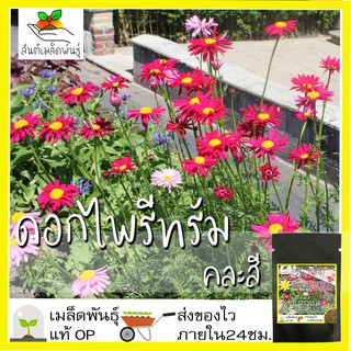 เมล็ดพันธุ์ ไพรีทรัม คละสี ดอกไม้ไล่แมลง 50 เมล็ด Mixed Pyrethrum เมล็ดพันธุ์แท้ นำเข้าจากต่างประเทศ ปลูกผัก สวนครัว