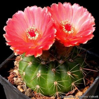 Notocactus Ottonis seedling cactus