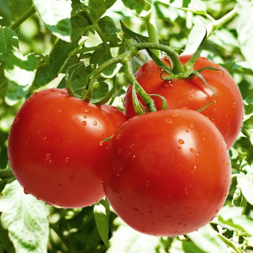 เมล็ดพันธุ์ มะเขือเทศ Solanum lycopersicum tomato adonis 30 เมล็ด