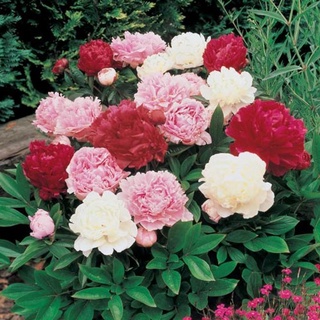 20 เมล็ด เมล็ดโบตั๋น ดอกโบตั๋น ดอกพีโอนี (Peony) คละสี