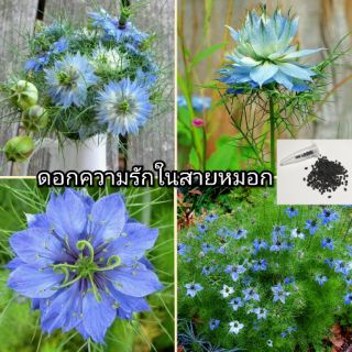 เมล็ด Love in a Mist หรือ"รักในสายหมอก"