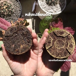 ส่งฟรี ดินปลูก แคคตัส ดินแคคตัส 5kg คุณภาพสูง กระบองเพชร ไม้อวบน้ำ ไลทอป กุหลาบหิน