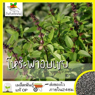 เมล็ดพันธุ์ โหระพา อบเชย 100 เมล็ด Cinnamon Basil seed เมล็ดพันธุ์แท้ นำเข้าจากต่างประเทศ ปลูกง่าย โตไว พืชผัก สวนครัว