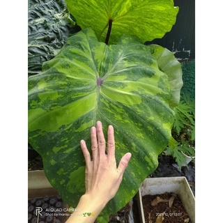 เลมอนไลม์ Colocasia esculenta Lemon-Lime Gecko โคโลคาเซีย เลมอนไลม์