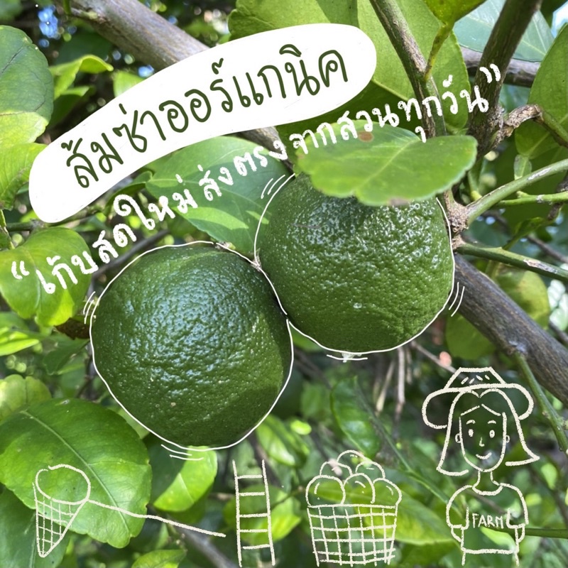 ส้มซ่า ผลส้มซ่า 1 กิโลกรัม (ออร์แกนิค) เก็บสดใหม่จากต้นทุกวัน ผลไม่ตกหล่นกระแทกพื้นดิน