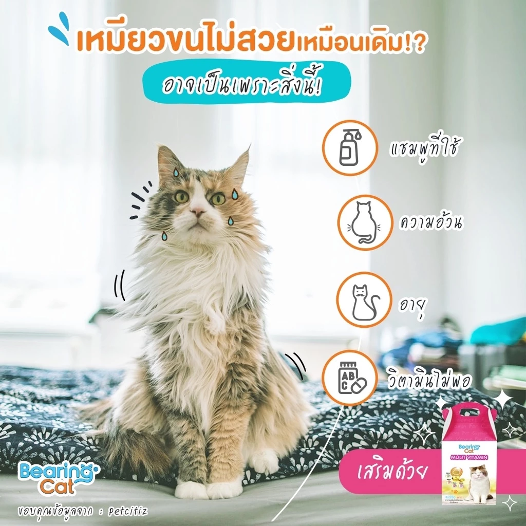 BEARING Cat Multi Vitamin วิตามินรวมแมว อาหารเสริมแมว บำรุงสุขภาพ เสริมสายตา เพิ่มภูมิคุ้มกัน thumbnail 7