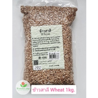 ข้าวสาลี Wheat   ปริมาณ 1 กิโลกรัม เพาะต้นอ่อนได้ หุงได้