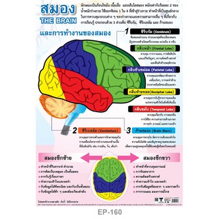 INTOP By OST Plastic Poster The Brain สมอง : 50x70 Cm #EP-160