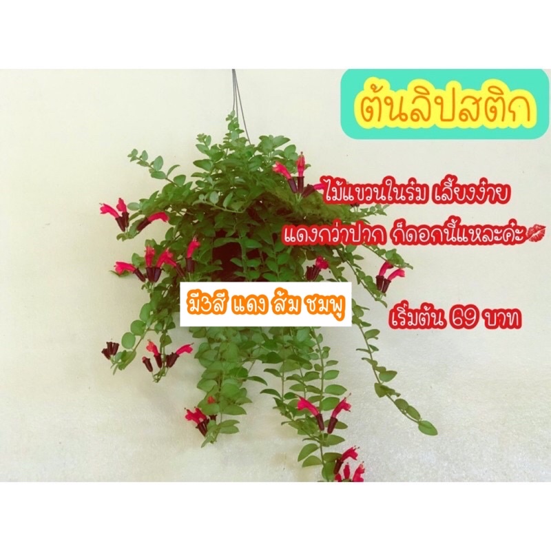ต้นลิปสติก สีแดง สีส้ม สีชมพู ไซร์XS-XL เริ่มต้น ต้นละ40บาท สีแดงไซส์ใหญ่ส่งต้นติดดอก ต้นไม้แขวนประดับบ้าน