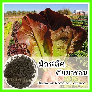 พร้อมส่ง ❗ รหัส 127 เมล็ดพันธุ์แท้ OP แท้   ผักสลัด คิมมารอน - Cimmaron Romaine Lettuce เมล็ดผักสลัด ผักสลัด