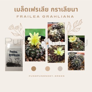 เมล็ดกระบองเพชร เมล็ดแคคตัส เมล็ด Frailea grahliana 100 เมล็ด