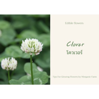 เมล็ดพันธ์ุต้นโควเวอร์ ดอกไม้กินได้ ใบไม้กินได้ Clover edible flowers seed