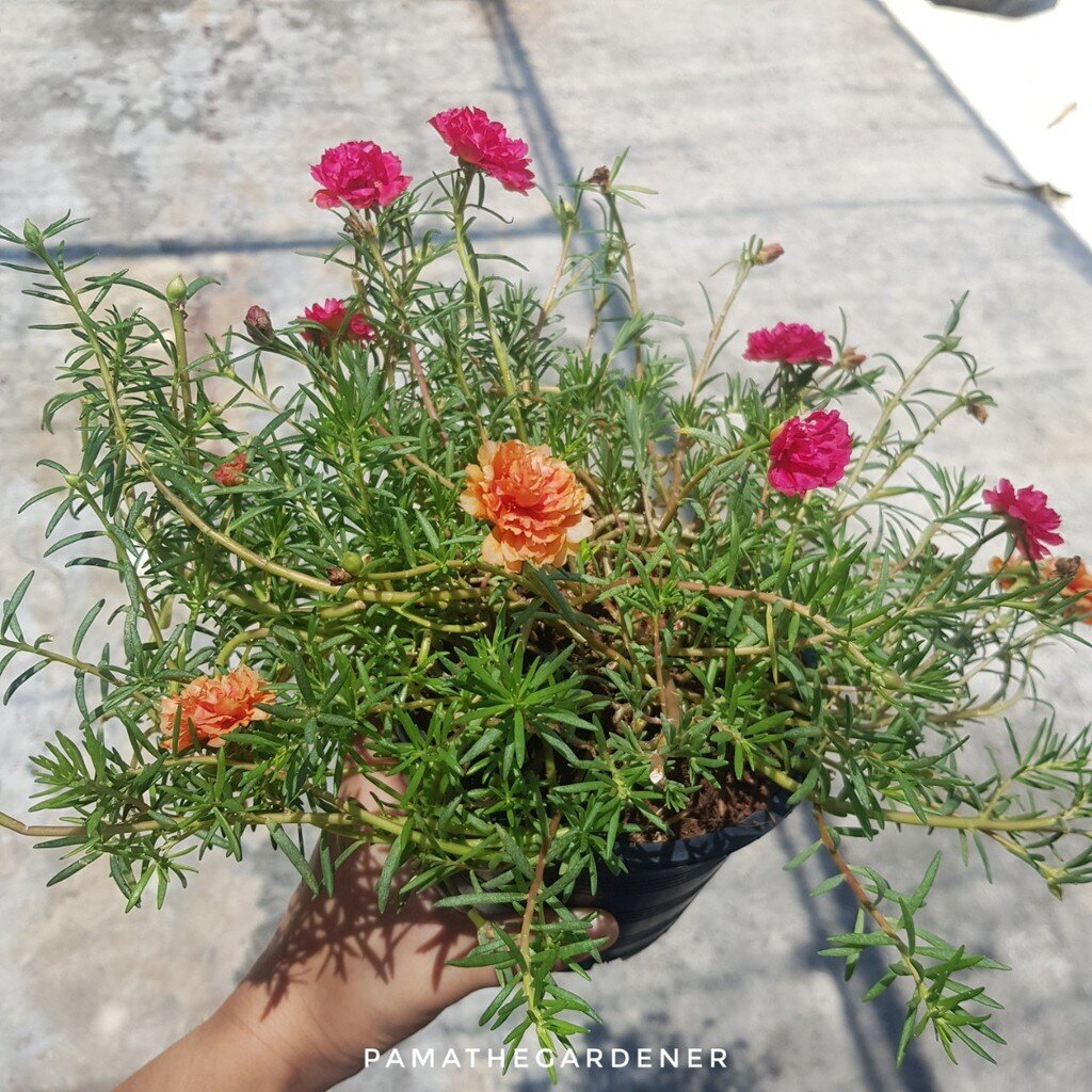 มุมมอง 2