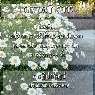 เมล็ดพันธุ์ ดอกเดซี่ สีขาว 200 เมล็ด Silver Princess Shasta Daisy Seed เมล็ดพันธุ์แท้100% นำเข้าจากต่างประเทศ ปลูกผักสวน