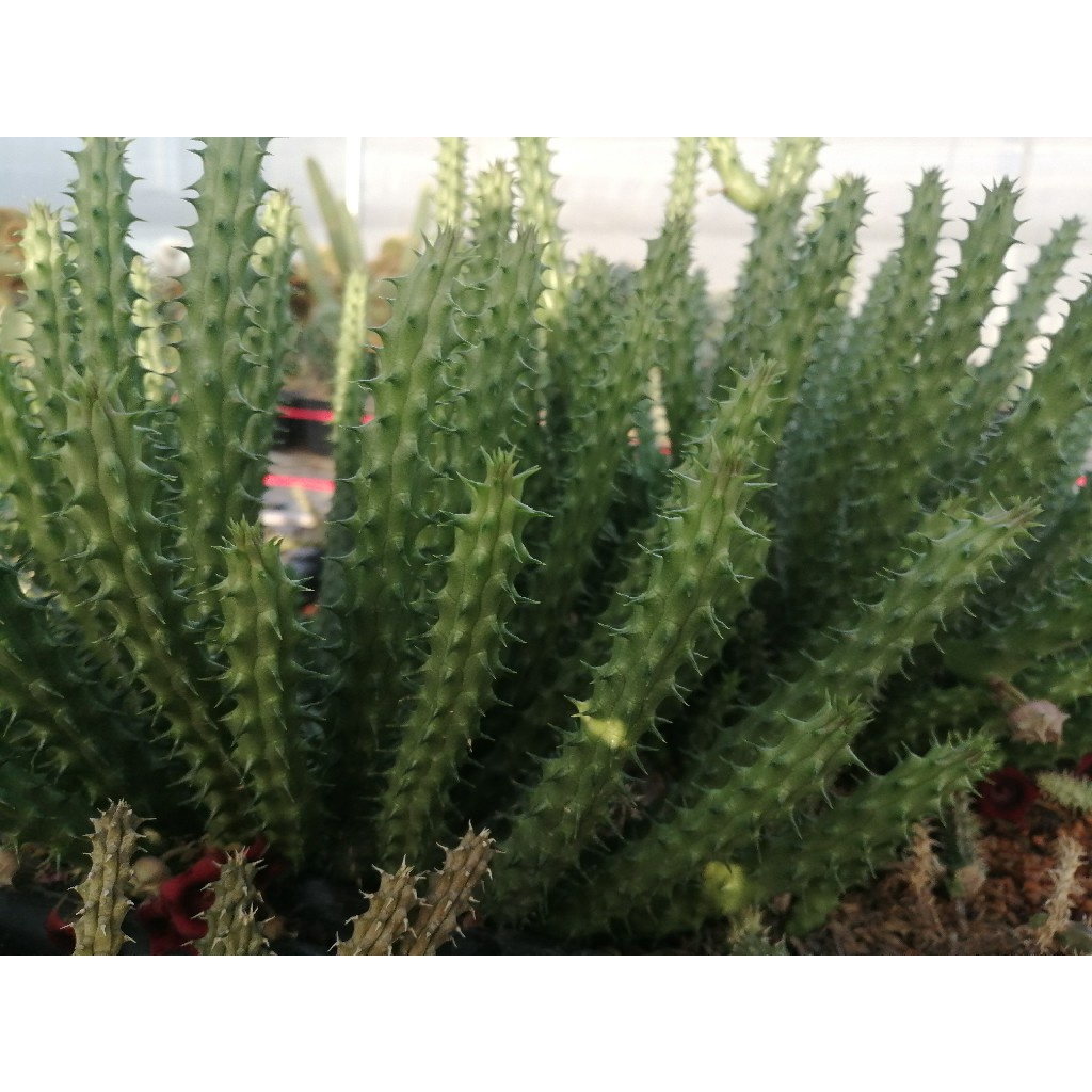 💥เก๋งจีน💥 Huernia schneideriana ขนาดความยาว 10-12 ซม. ต้นแคคตัส ต้นกระบองเพชร(กรุณาอ่านรายละเอียดก่อนทำการสั่งซื้อครับ) - รูปที่ 2